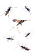 Bugs on the rampage