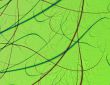 Leaf Macro