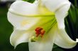 Amaryllis Flower and Pollen