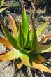 Aloe Plant
