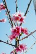 Cherry Flowers