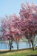 Cherry Blossom