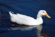 Snow Goose