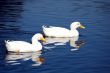 Snow Goose Pair