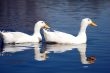 Snow Goose Couple
