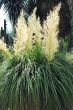 Nolina Bush Flowering