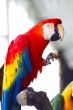red macaw eating