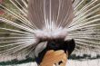 peacock dance rearview