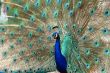 peacock dance attracting peahen