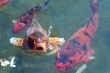 Koi Fishes