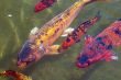 Colorful Koi