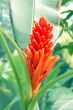 Palm Flower