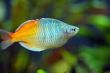 Orange Fish in Aquarium