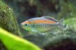 Fish in Aquarium