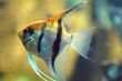 GoldFish in Aquarium