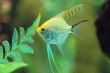 Fish feeding in Aquarium