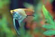 Fish swimming in Aquarium