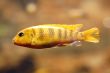 Yellow Fish in Aquarium