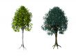 trees