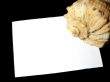 sheet with sea shell
