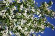 Apple-tree