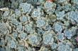 Succulent Plants Cluster