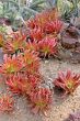 Aloe Succulent Plants Cluster