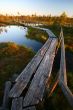 Tree Footbridge Through Swamp in Sunset