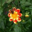 Colorful Butterfly on Dahlia Flower with Bud on Green Background