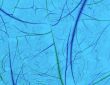 Blue Abstract
