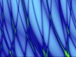 Blue Net
