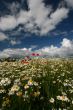 Poppies in Camomiles Field in Summer Day under Cloudy Sky