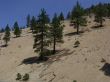 Lonely Trees in Virginia City