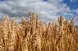 grain field