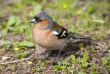 Chaffinch in a grass