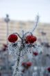 Hoarfrost on a dogrose