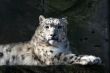 Snow leopard gaze