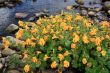Monkey-flower or musk-flower (Mimulus)
