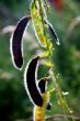 Wild sweet pea (Lathyrus ochroleucus)