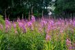 Rosebay Willowherb (Epilobium angustifolium)