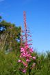 Rosebay Willowherb (Epilobium angustifolium)