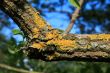 Lichens on decaying tree