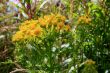 Common Fleabane (Philadelphia Fleabane)