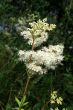 Filipendula (ulmaria)