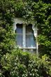 Ivy covered window