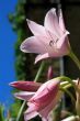 Day Lily Hemerocallis
