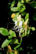 Japanese Honeysuckle