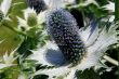 Sea Holly Eryngium