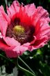 Poppy Papaver
