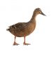 Just a Duck
